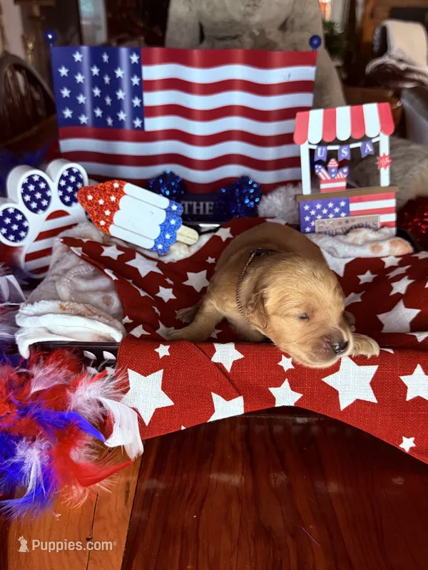 Gunner – Golden Retriever puppy for sale in Terrell, TX