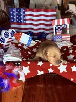 Gunner, a male Golden Retriever for sale in Terrell, TX – 1 of 6