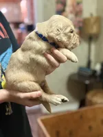 Bagels, a male Golden Retriever for sale in Terrell, TX – 4 of 6