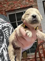 Ms. Yellow, a female Golden Retriever and English Cream Golden Retriever for sale in Terrell, TX – 3 of 9