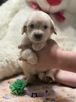Athena, a female Golden Retriever and English Cream Golden Retriever for sale in Terrell, TX – 2 of 8