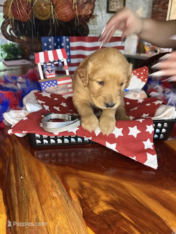 Teddy – Golden Retriever puppy for sale in Terrell, TX