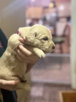 Zelda, a female Golden Retriever for sale in Terrell, TX – 3 of 6
