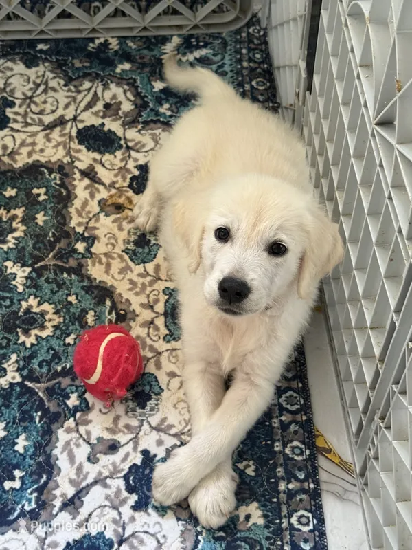 Loki – Golden Retriever, English Cream Golden Retriever puppy for sale in Terrell, TX
