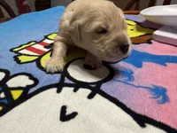 Ms.Hot pink, a female Golden Retriever and English Cream Golden Retriever for sale in Terrell, TX – 5 of 9