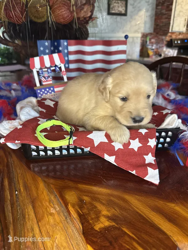 Dallas – Golden Retriever puppy for sale in Terrell, TX