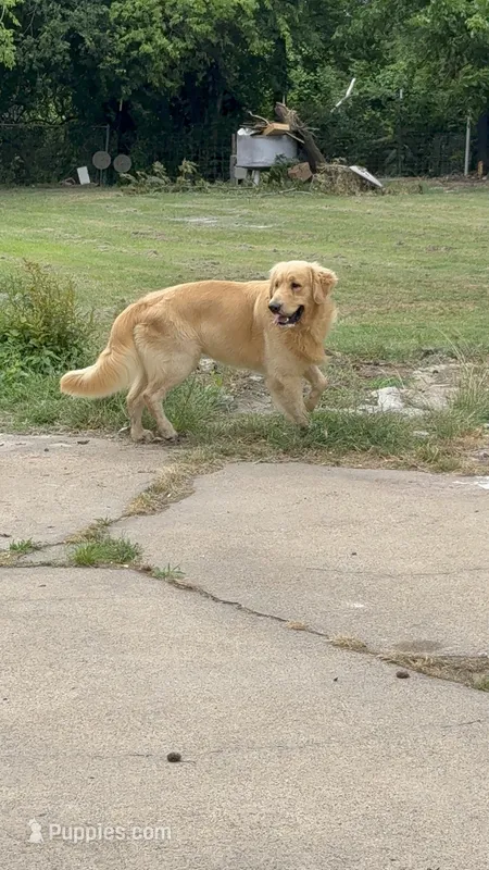 FULL AKC LIGHTNING – Golden Retriever puppy for sale in Terrell, TX