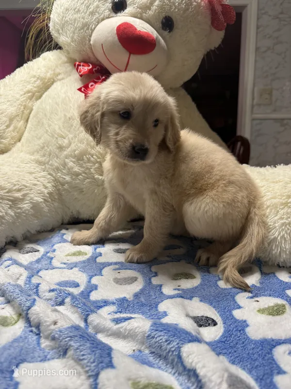 Yuki – Golden Retriever puppy for sale in Terrell, TX