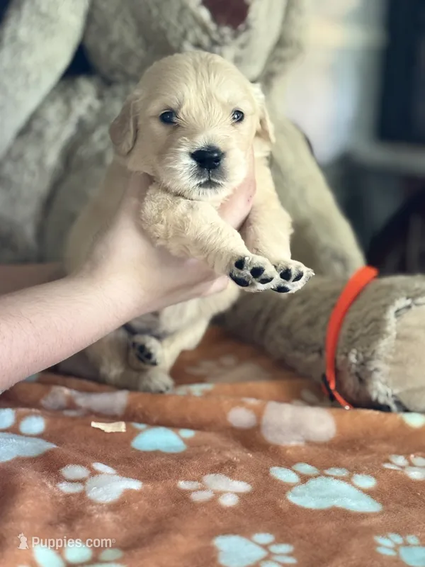 Ace – Golden Retriever, English Cream Golden Retriever puppy for sale in Terrell, TX