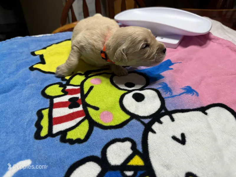 Mr.Orange – Golden Retriever, English Cream Golden Retriever puppy for sale in Terrell, TX
