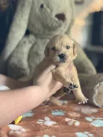 Clover, a female Golden Retriever and English Cream Golden Retriever for sale in Terrell, TX – 3 of 5
