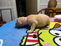 Ms.Pink, a female Golden Retriever and English Cream Golden Retriever for sale in Terrell, TX – 3 of 9
