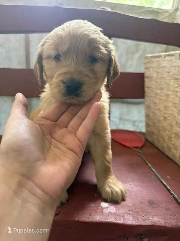 Houston – Golden Retriever puppy for sale in Terrell, TX