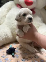 Buddy, a male Golden Retriever and English Cream Golden Retriever for sale in Terrell, TX – 2 of 3