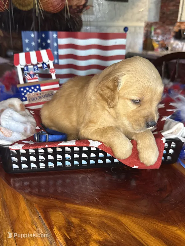 Freedom – Golden Retriever puppy for sale in Terrell, TX