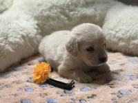 Dolly, a female Golden Retriever and English Cream Golden Retriever for sale in Terrell, TX – 1 of 3