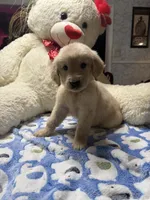 Yuki, a female Golden Retriever for sale in Terrell, TX – 6 of 8
