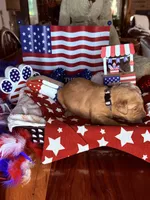 Teddy, a male Golden Retriever for sale in Terrell, TX – 2 of 5