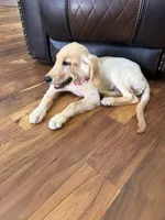 AKC Male Golden, a male Golden Retriever for sale in Terrell, TX – 5 of 7