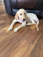 AKC Male Golden, a male Golden Retriever for sale in Terrell, TX – 6 of 7