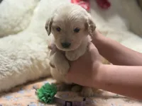 Athena, a female Golden Retriever and English Cream Golden Retriever for sale in Terrell, TX – 4 of 8