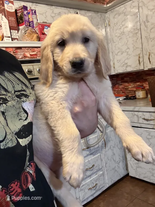 Daisy – Golden Retriever puppy for sale in Terrell, TX