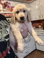Daisy, a female Golden Retriever for sale in Terrell, TX – 1 of 7