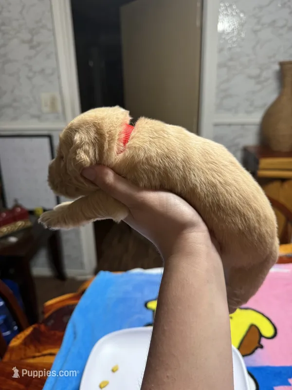 Mr.red – Golden Retriever, English Cream Golden Retriever puppy for sale in Terrell, TX