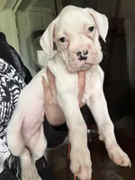 polo, a  Boxer for sale in Terrell, TX – 2 of 7