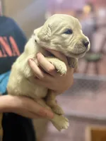 Yuki, a female Golden Retriever for sale in Terrell, TX – 2 of 5