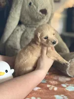 Clover, a female Golden Retriever and English Cream Golden Retriever for sale in Terrell, TX – 2 of 5
