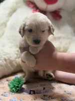 Athena, a female Golden Retriever and English Cream Golden Retriever for sale in Terrell, TX – 7 of 8