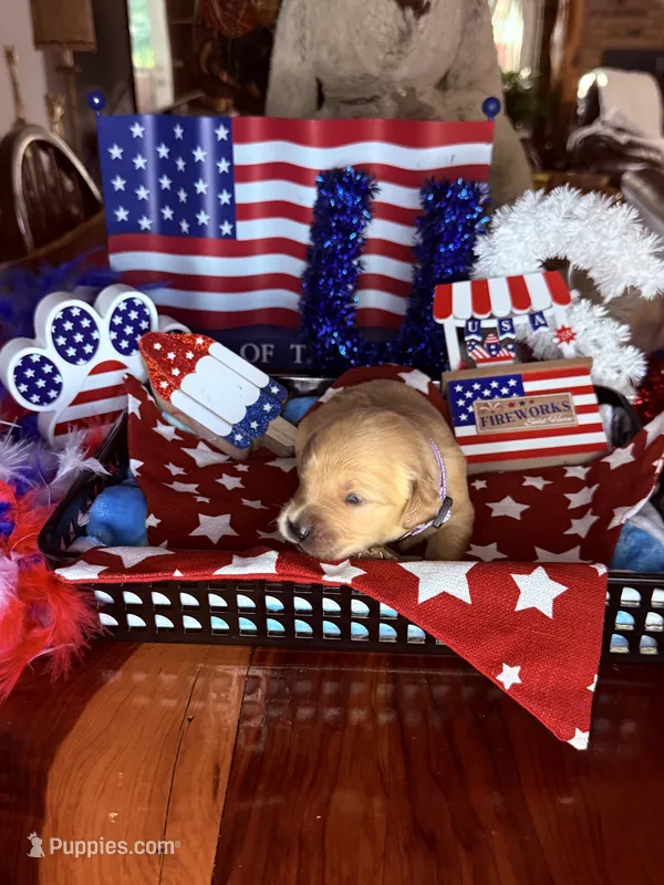 Betsy – Golden Retriever puppy for sale in Terrell, TX