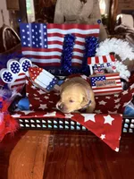 Betsy, a female Golden Retriever for sale in Terrell, TX – 1 of 5