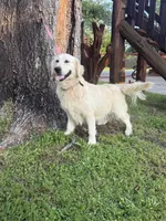Snow, a female English Cream Golden Retriever for sale in Terrell, TX – 4 of 4