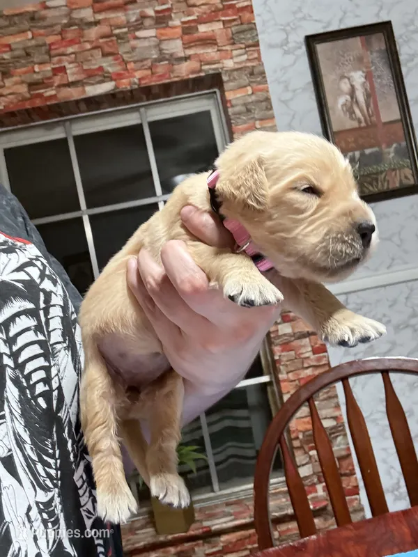 Ms.Pink – Golden Retriever, English Cream Golden Retriever puppy for sale in Terrell, TX