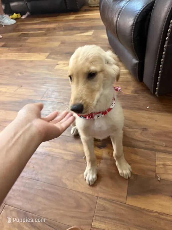 AKC Male Golden – Golden Retriever puppy for sale in Terrell, TX