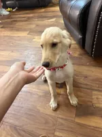 AKC Male Golden, a male Golden Retriever for sale in Terrell, TX – 1 of 7