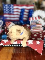 Freedom, a female Golden Retriever for sale in Terrell, TX – 2 of 5
