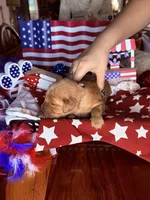 Teddy, a male Golden Retriever for sale in Terrell, TX – 5 of 5