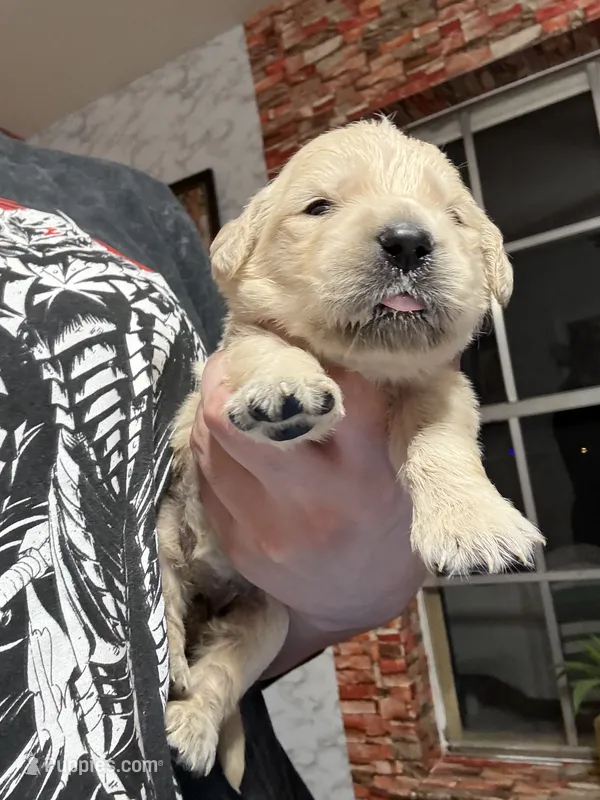 Ms.Hot pink – Golden Retriever, English Cream Golden Retriever puppy for sale in Terrell, TX