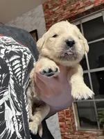 Ms.Hot pink, a female Golden Retriever and English Cream Golden Retriever for sale in Terrell, TX – 1 of 9