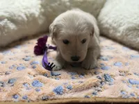 Loki, a male Golden Retriever and English Cream Golden Retriever for sale in Terrell, TX – 4 of 5