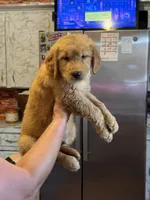 Teddy, a male Golden Retriever for sale in Terrell, TX – 3 of 4