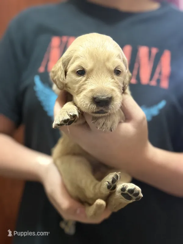 Ranger – Golden Retriever puppy for sale in Terrell, TX