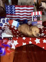 Gunner, a male Golden Retriever for sale in Terrell, TX – 2 of 6