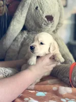 Ace, a male Golden Retriever and English Cream Golden Retriever for sale in Terrell, TX – 2 of 4