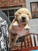 Ms.Pink, a female Golden Retriever and English Cream Golden Retriever for sale in Terrell, TX – 4 of 9