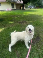 Snow, a female English Cream Golden Retriever for sale in Terrell, TX – 2 of 4