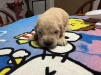 Ms.Hot pink, a female Golden Retriever and English Cream Golden Retriever for sale in Terrell, TX – 8 of 9